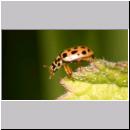 Anisosticta - Neunzehnpunkt 02.jpg